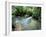 Tropical Forest, Shaw Park, Ocho Rios, Jamaica, West Indies, Central America-Sergio Pitamitz-Framed Photographic Print