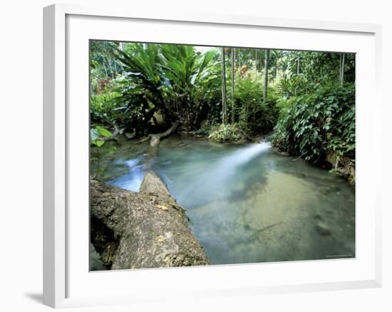 Tropical Forest, Shaw Park, Ocho Rios, Jamaica, West Indies, Central America-Sergio Pitamitz-Framed Photographic Print