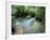 Tropical Forest, Shaw Park, Ocho Rios, Jamaica, West Indies, Central America-Sergio Pitamitz-Framed Photographic Print