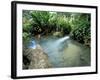 Tropical Forest, Shaw Park, Ocho Rios, Jamaica, West Indies, Central America-Sergio Pitamitz-Framed Photographic Print