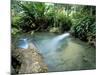 Tropical Forest, Shaw Park, Ocho Rios, Jamaica, West Indies, Central America-Sergio Pitamitz-Mounted Photographic Print