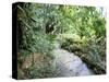 Tropical Forest, Shaw Park, Ocho Rios, Jamaica, West Indies, Central America-Sergio Pitamitz-Stretched Canvas