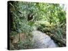 Tropical Forest, Shaw Park, Ocho Rios, Jamaica, West Indies, Central America-Sergio Pitamitz-Stretched Canvas