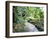 Tropical Forest, Shaw Park, Ocho Rios, Jamaica, West Indies, Central America-Sergio Pitamitz-Framed Premium Photographic Print