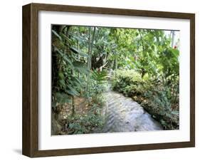 Tropical Forest, Shaw Park, Ocho Rios, Jamaica, West Indies, Central America-Sergio Pitamitz-Framed Photographic Print