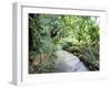 Tropical Forest, Shaw Park, Ocho Rios, Jamaica, West Indies, Central America-Sergio Pitamitz-Framed Photographic Print