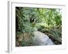 Tropical Forest, Shaw Park, Ocho Rios, Jamaica, West Indies, Central America-Sergio Pitamitz-Framed Photographic Print