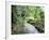 Tropical Forest, Shaw Park, Ocho Rios, Jamaica, West Indies, Central America-Sergio Pitamitz-Framed Photographic Print