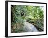 Tropical Forest, Shaw Park, Ocho Rios, Jamaica, West Indies, Central America-Sergio Pitamitz-Framed Photographic Print