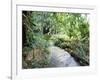 Tropical Forest, Shaw Park, Ocho Rios, Jamaica, West Indies, Central America-Sergio Pitamitz-Framed Photographic Print