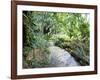 Tropical Forest, Shaw Park, Ocho Rios, Jamaica, West Indies, Central America-Sergio Pitamitz-Framed Photographic Print