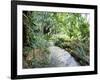 Tropical Forest, Shaw Park, Ocho Rios, Jamaica, West Indies, Central America-Sergio Pitamitz-Framed Photographic Print