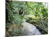 Tropical Forest, Shaw Park, Ocho Rios, Jamaica, West Indies, Central America-Sergio Pitamitz-Mounted Photographic Print