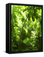Tropical Forest, Trees In Sunlight And Rain-odmeyer-Framed Stretched Canvas