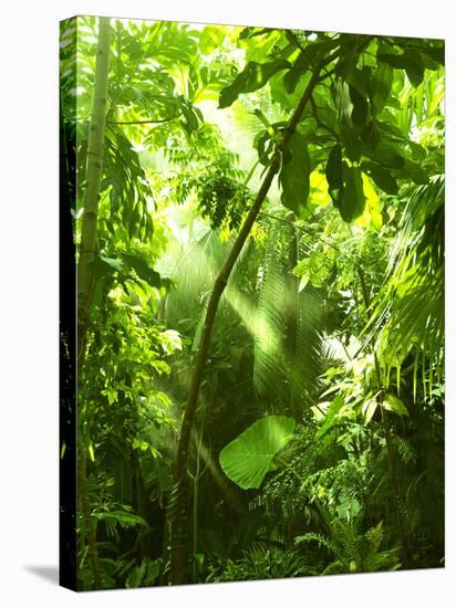 Tropical Forest, Trees In Sunlight And Rain-odmeyer-Stretched Canvas