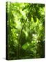 Tropical Forest, Trees In Sunlight And Rain-odmeyer-Stretched Canvas