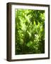 Tropical Forest, Trees In Sunlight And Rain-odmeyer-Framed Photographic Print