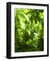 Tropical Forest, Trees In Sunlight And Rain-odmeyer-Framed Photographic Print