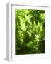 Tropical Forest, Trees In Sunlight And Rain-odmeyer-Framed Photographic Print