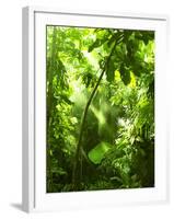 Tropical Forest, Trees In Sunlight And Rain-odmeyer-Framed Photographic Print