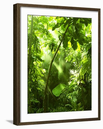 Tropical Forest, Trees In Sunlight And Rain-odmeyer-Framed Photographic Print