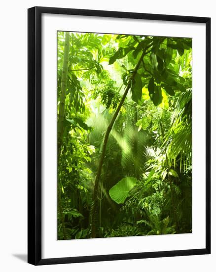 Tropical Forest, Trees In Sunlight And Rain-odmeyer-Framed Photographic Print