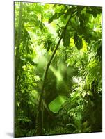 Tropical Forest, Trees In Sunlight And Rain-odmeyer-Mounted Photographic Print