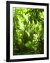 Tropical Forest, Trees In Sunlight And Rain-odmeyer-Framed Photographic Print