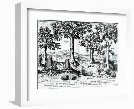 Tropical Fruit Trees, 1596-Johannes Baptista van Frueauf the Younger-Framed Giclee Print