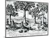 Tropical Fruit Trees, 1596-Johannes Baptista van Frueauf the Younger-Mounted Giclee Print