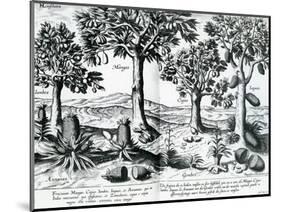 Tropical Fruit Trees, 1596-Johannes Baptista van Frueauf the Younger-Mounted Giclee Print