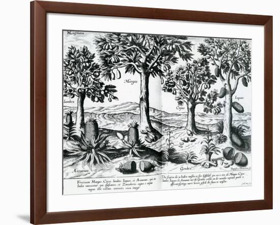 Tropical Fruit Trees, 1596-Johannes Baptista van Frueauf the Younger-Framed Giclee Print