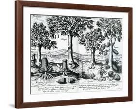 Tropical Fruit Trees, 1596-Johannes Baptista van Frueauf the Younger-Framed Giclee Print