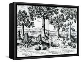 Tropical Fruit Trees, 1596-Johannes Baptista van Frueauf the Younger-Framed Stretched Canvas