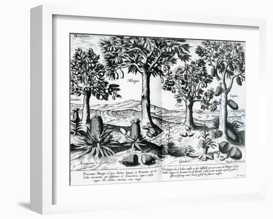 Tropical Fruit Trees, 1596-Johannes Baptista van Frueauf the Younger-Framed Giclee Print