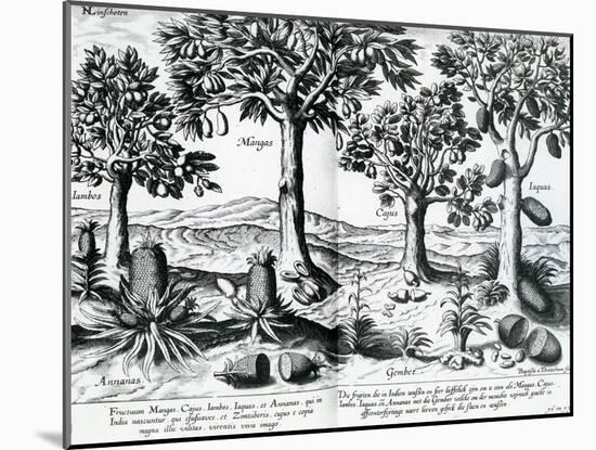 Tropical Fruit Trees, 1596-Johannes Baptista van Frueauf the Younger-Mounted Giclee Print