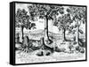 Tropical Fruit Trees, 1596-Johannes Baptista van Frueauf the Younger-Framed Stretched Canvas
