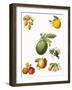 Tropical Fruit-English School-Framed Giclee Print