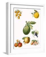 Tropical Fruit-English School-Framed Giclee Print