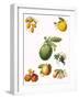 Tropical Fruit-English School-Framed Giclee Print