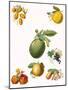 Tropical Fruit-English School-Mounted Giclee Print