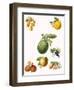 Tropical Fruit-English School-Framed Giclee Print