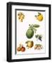 Tropical Fruit-English School-Framed Giclee Print