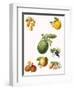 Tropical Fruit-English School-Framed Giclee Print