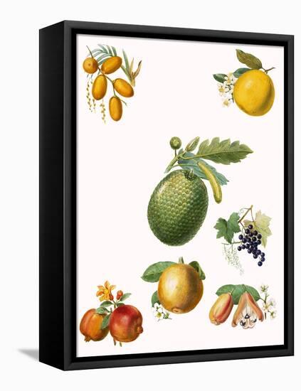 Tropical Fruit-English School-Framed Stretched Canvas