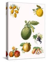 Tropical Fruit-English School-Stretched Canvas