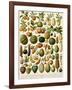 Tropical Fruits-null-Framed Giclee Print