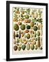 Tropical Fruits-null-Framed Giclee Print