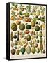 Tropical Fruits-null-Framed Stretched Canvas