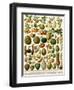 Tropical Fruits-null-Framed Giclee Print